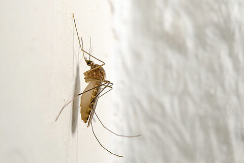 Eine Wohnraumlüftung schützt vor lästigen Insekten